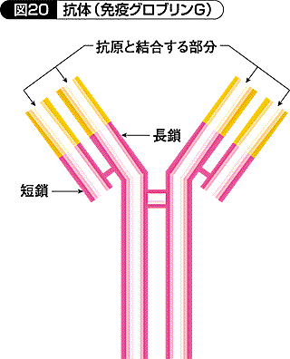 反応 抗原 抗体